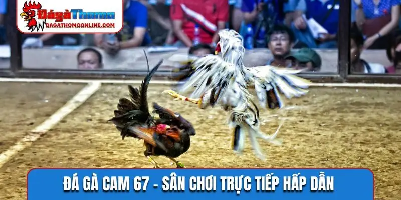 đá gà cam 67