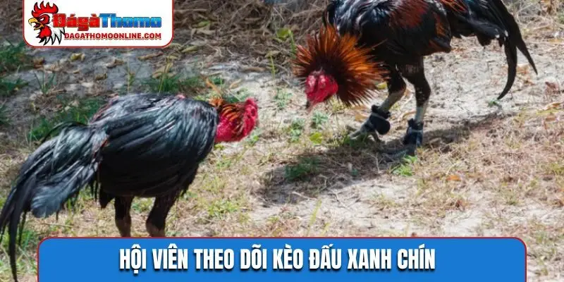 Hội viên theo dõi kèo đấu xanh chín