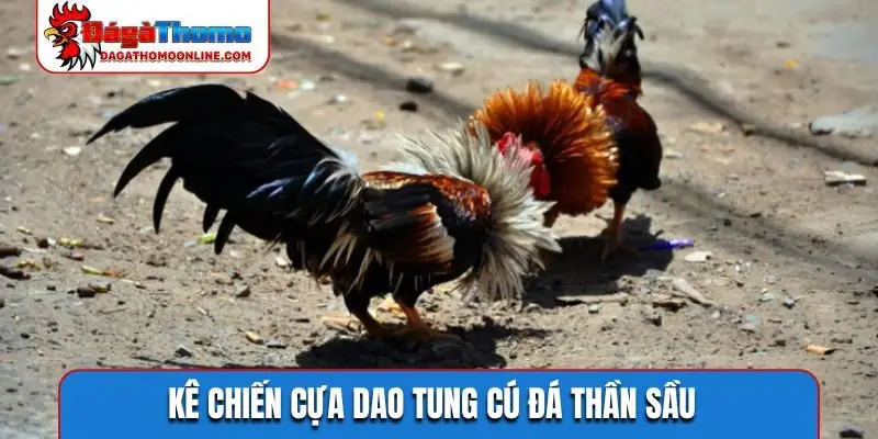 Kê chiến cựa dao tung cú đá thần sầu