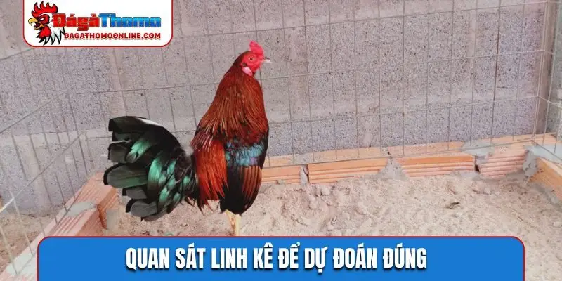 Quan sát linh kê để dự đoán đúng