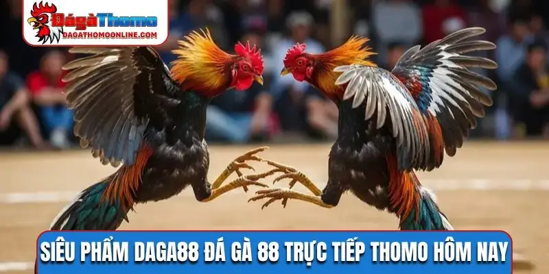 Siêu phẩm Daga88 đá gà 88 trực tiếp Thomo hôm nay