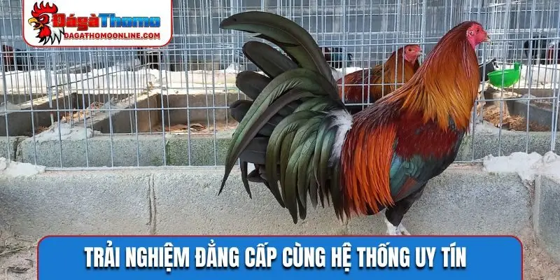 Trải nghiệm đẳng cấp cùng hệ thống uy tín