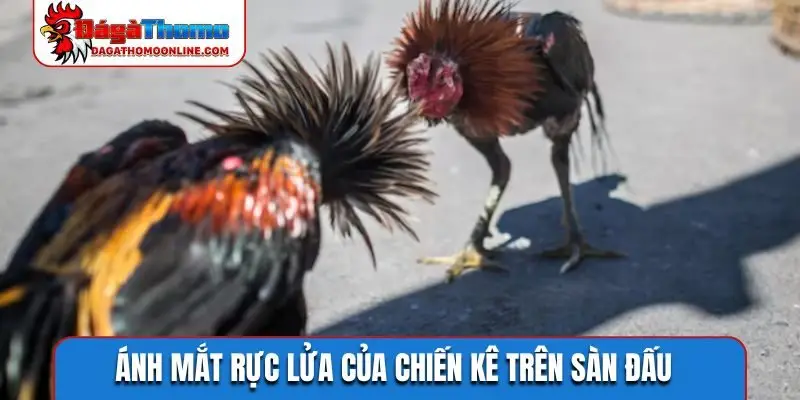 Ánh mắt rực lửa của chiến kê trên sàn đấu