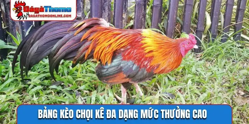 Bảng kèo chọi kê đa dạng mức thưởng cao