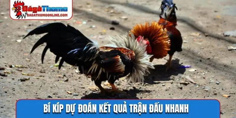 Bí kíp dự đoán kết quả trận đấu nhanh