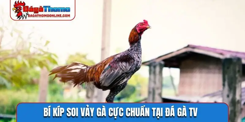 Bí kíp soi vảy gà cực chuẩn tại đá gà TV