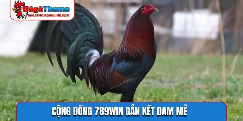 Cộng đồng 789WIN gắn kết đam mê