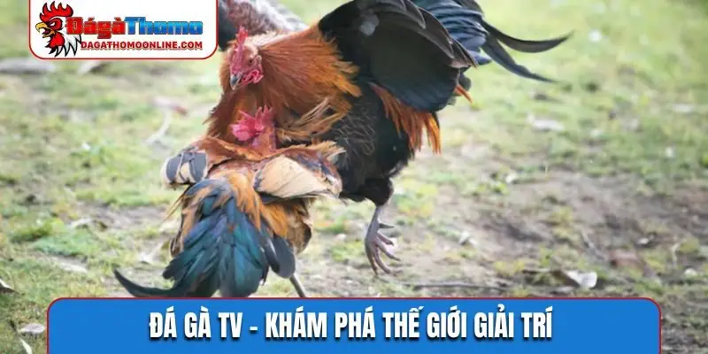 Đá gà TV
