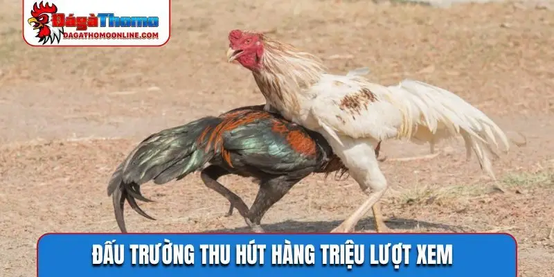 Đấu trường thu hút hàng triệu lượt xem