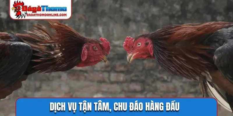 Dịch vụ tận tâm, chu đáo hàng đầu