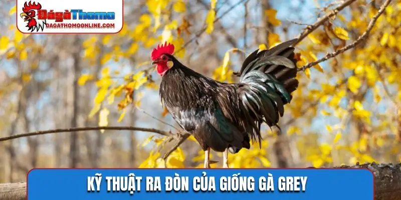 Kỹ thuật ra đòn của giống gà Grey