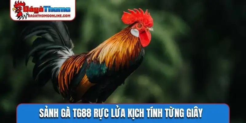 Sảnh gà TG88 rực lửa kịch tính từng giây