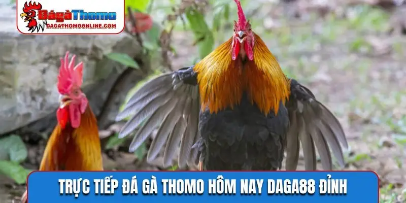 Trực tiếp đá gà Thomo hôm nay Daga88 đỉnh