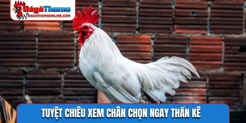Tuyệt chiêu xem chân chọn ngay thần kê