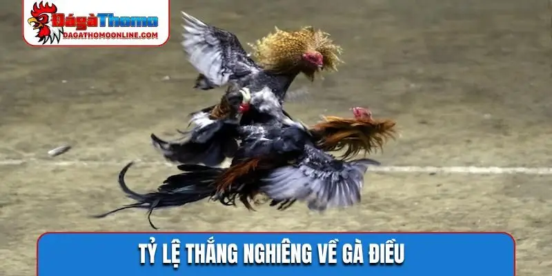 Tỷ lệ thắng nghiêng về gà điều