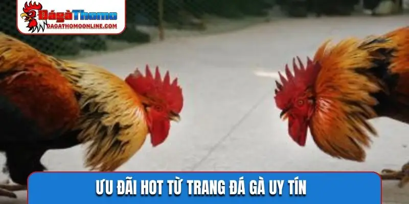 Ưu đãi hot từ trang đá gà uy tín